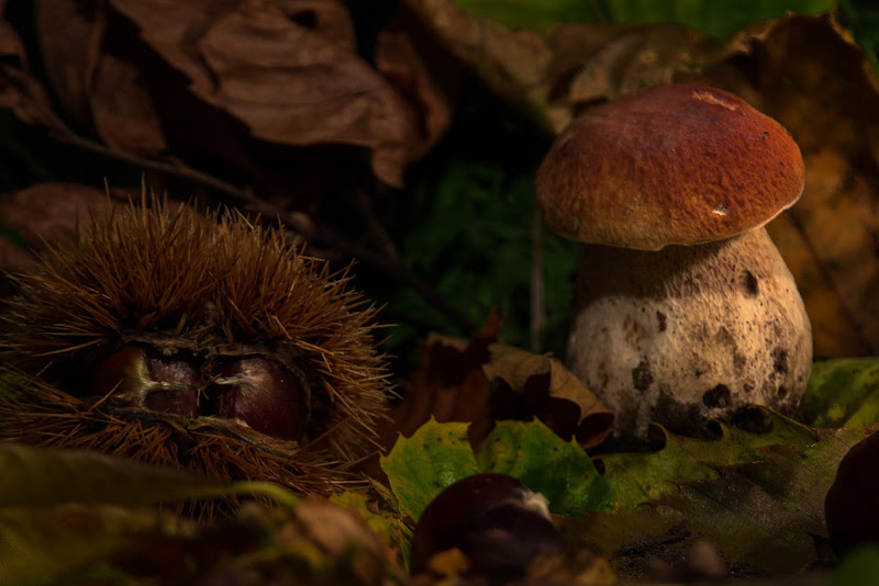 Autunno nel bosco di GIORGIO VOLPONI