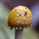 American Yellow Fly Agaric