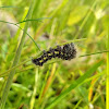 Smeared Dagger Moth