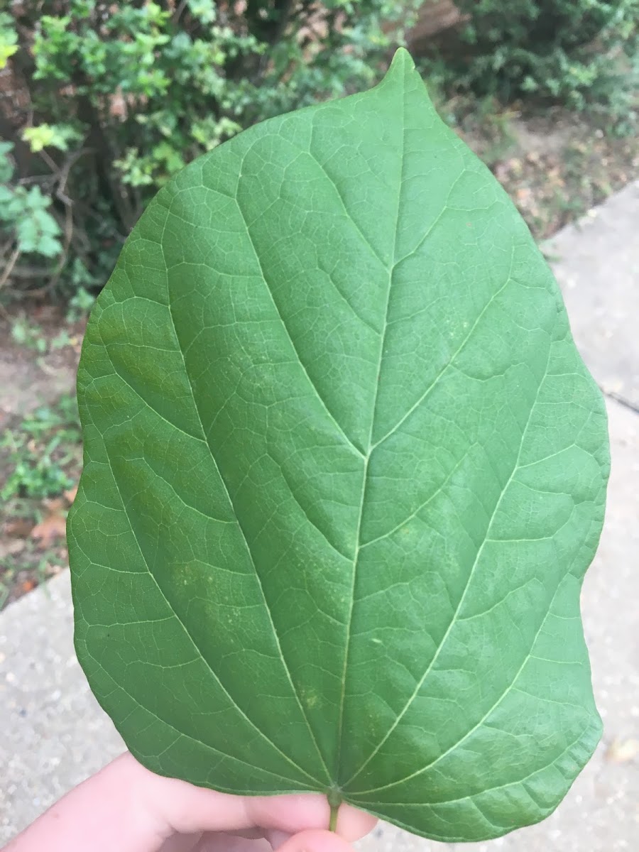 Eastern Redbud