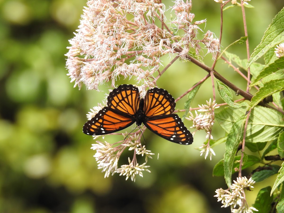 Joe-Pye weed, gravel root, or trumpet weed