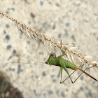 Slender Meadow Katydid