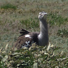 Kori Bustard