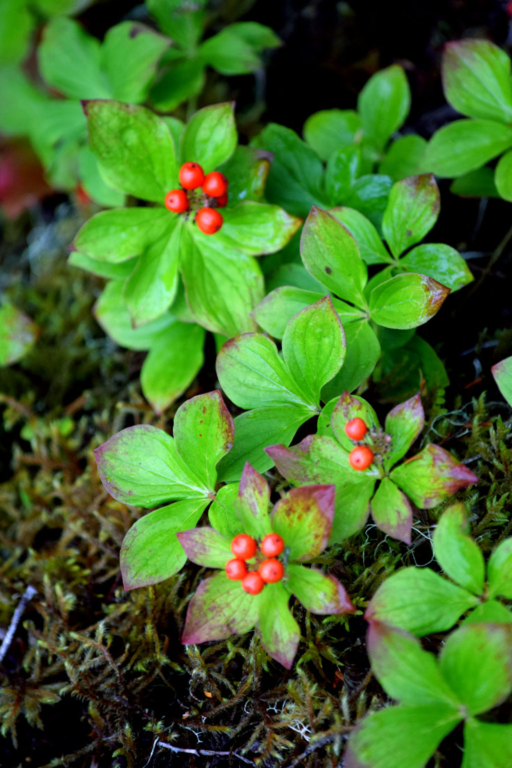 Canadian bunchberry