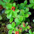 Canadian bunchberry