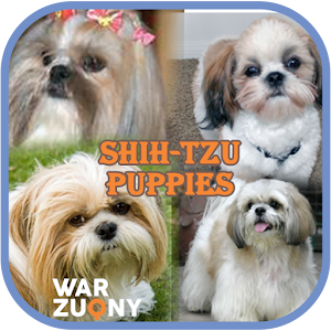 Download Shih Tzu Puppies Photo Collection For PC Windows and Mac