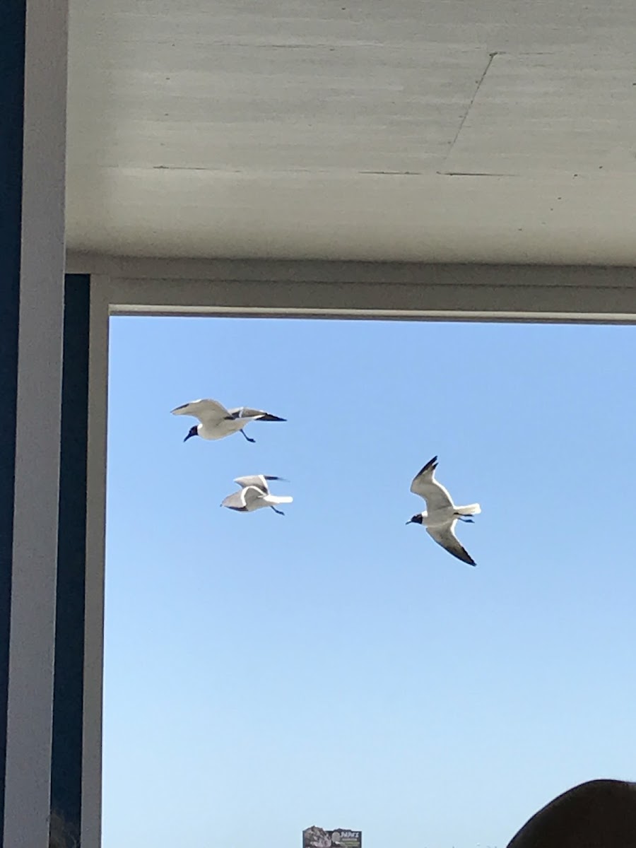 Laughing Gull