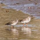 Redshank