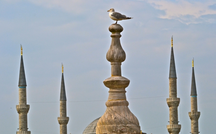 Minareti con ospite di giuseppedangelo