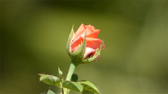 Orange Rose.jpg