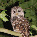 Barred Owl