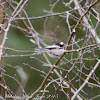 Long-tailed Tit