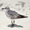 Laughing Gull (non-breeding adult)