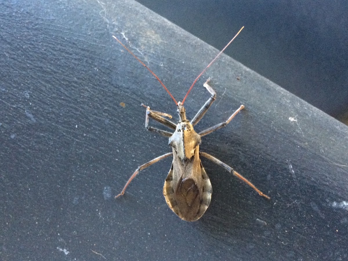 Wheel Bug (aka Assassin Bug)