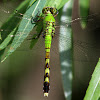 Eastern Pondhawk (Female)