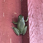 Green treefrog