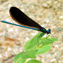 Ebony Jewelwing