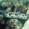 Magnificent Snake Eel