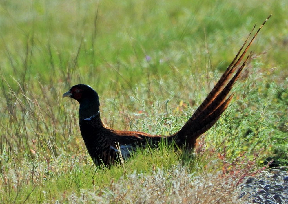 Ring-necked pheasant