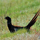 Ring-necked pheasant