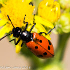 8-spotted Blister Beetle