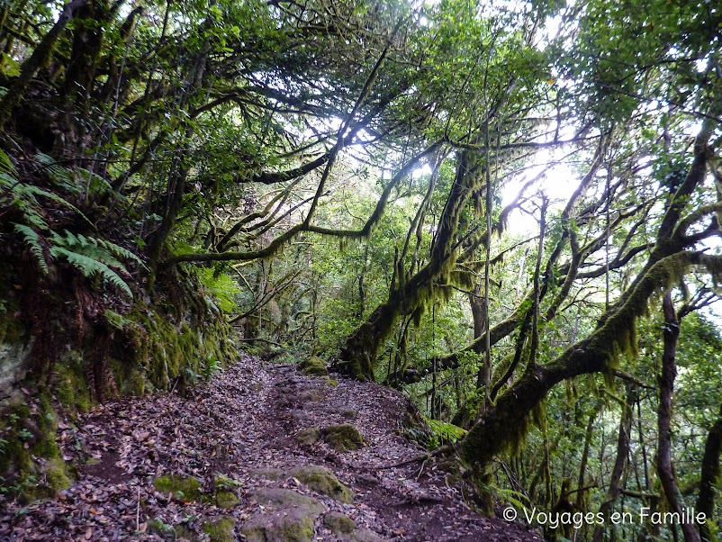 Rando El Cedro - Hermigua - laurisylve