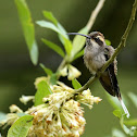 Scale-throated Hermit