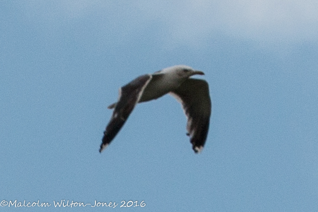 Lesser Black-backed Gull