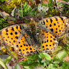 Queen of Spain Fritillary; Sofia