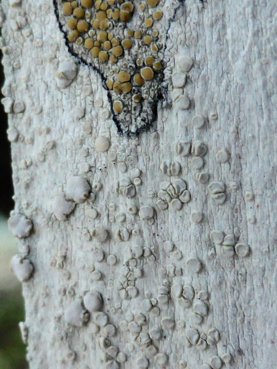 White Rim Lichen