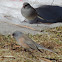 Dark-eyed Junco