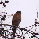 Coopers Hawk