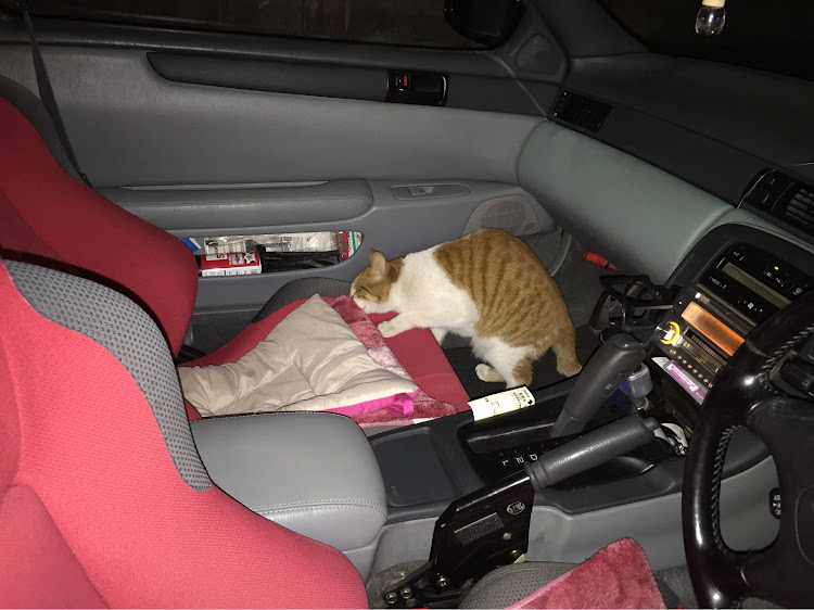 ソアラのカーチューンねこ部・#ねこ・ソアラ・レカロに関するカスタム事例の投稿画像1枚目