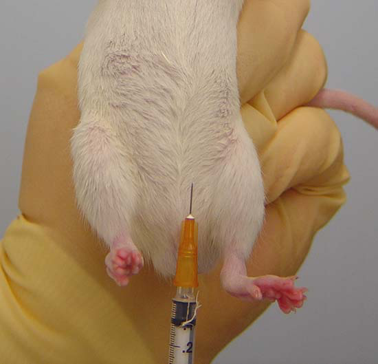 Acceptable site for IP injection in the rat. A strict midline injection runs the risk of puncturing the bladder or other structures.