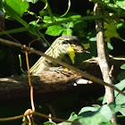 Rainbow Whiptail Female