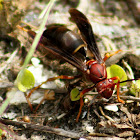 Paper Wasp