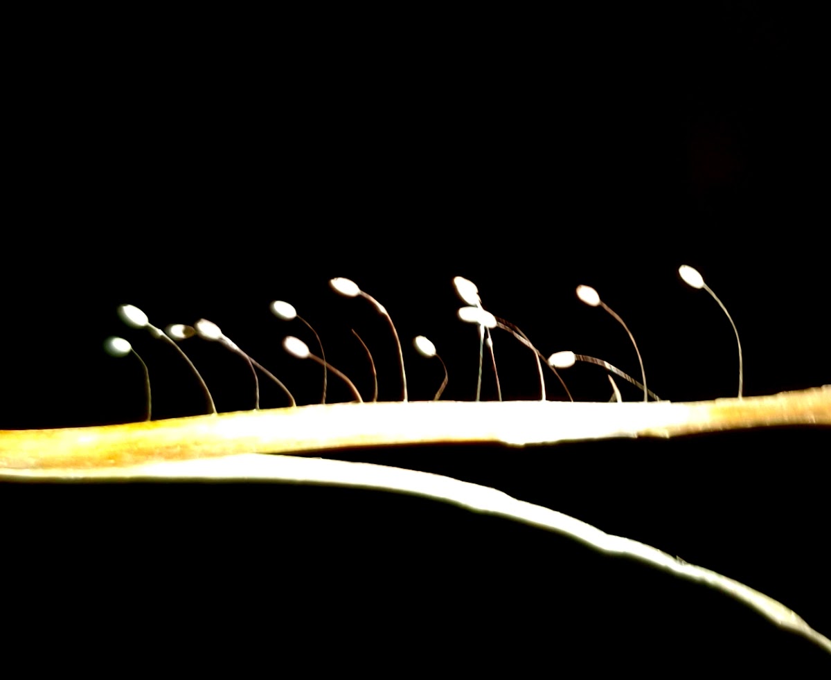 Lacewing eggs