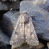 Noctuid Moth