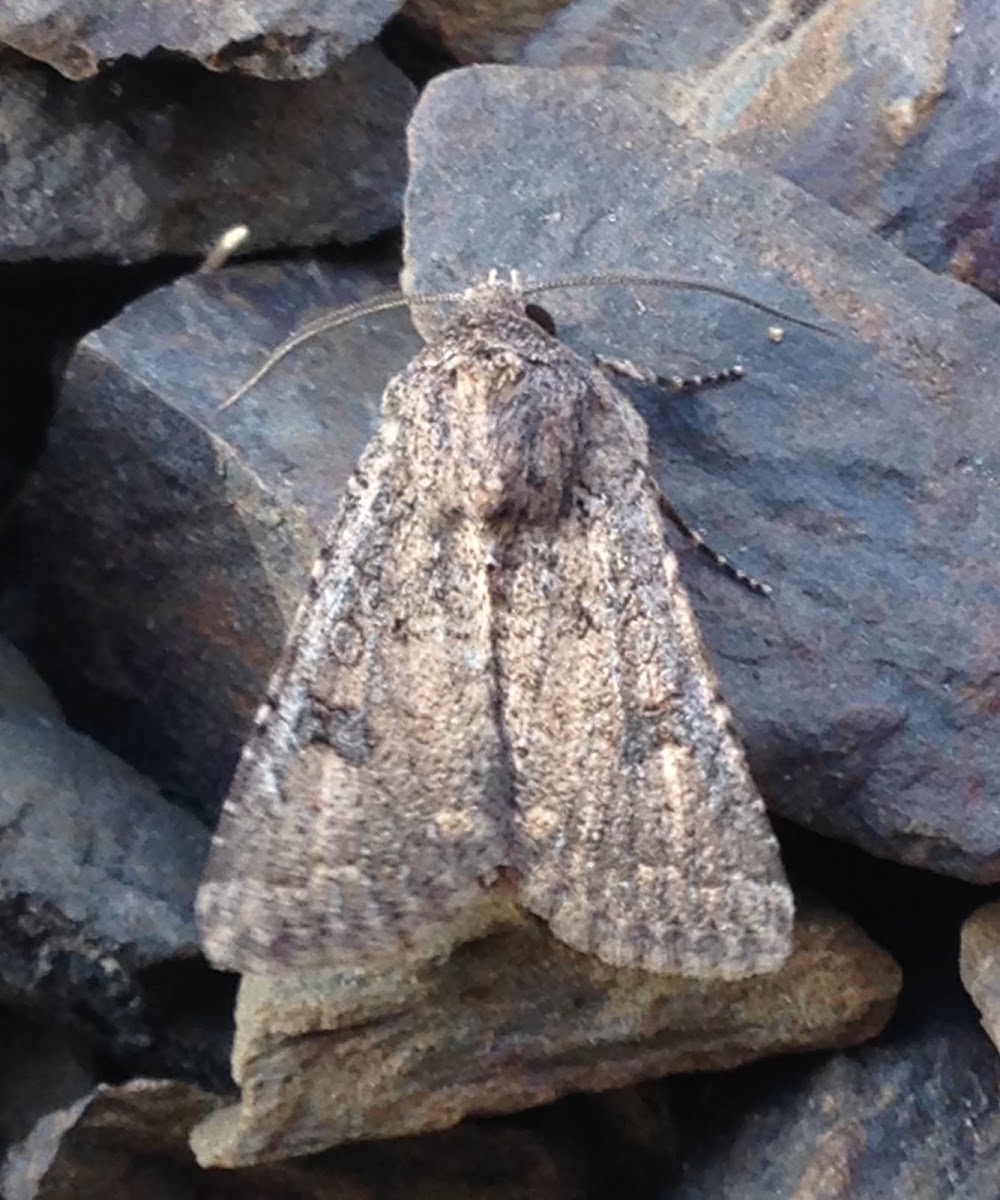 Noctuid Moth