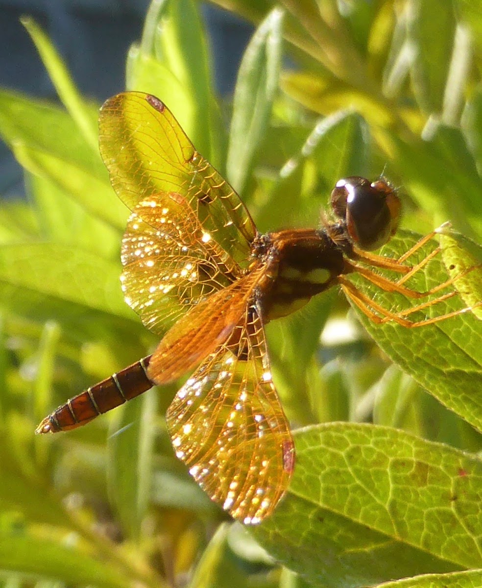 Eastern Amberwing ♂