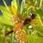 Eastern Amberwing ♂