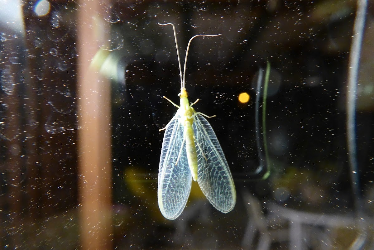 Green Lacewing