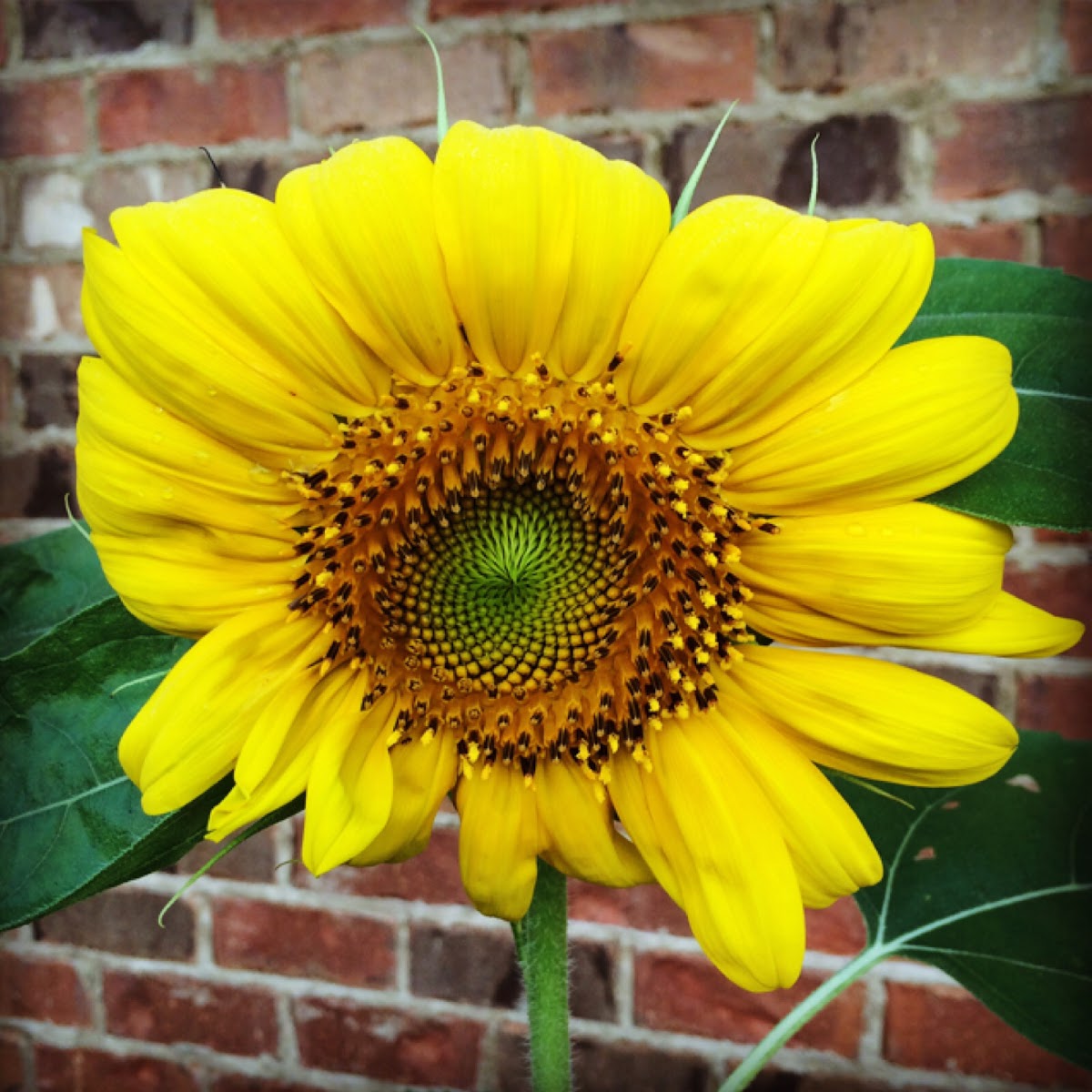 Mammoth sunflower