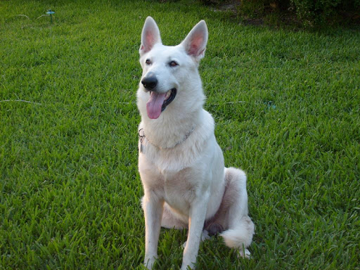 White German Shepherd Pack 2