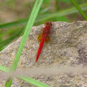 Scarlet dragonfly