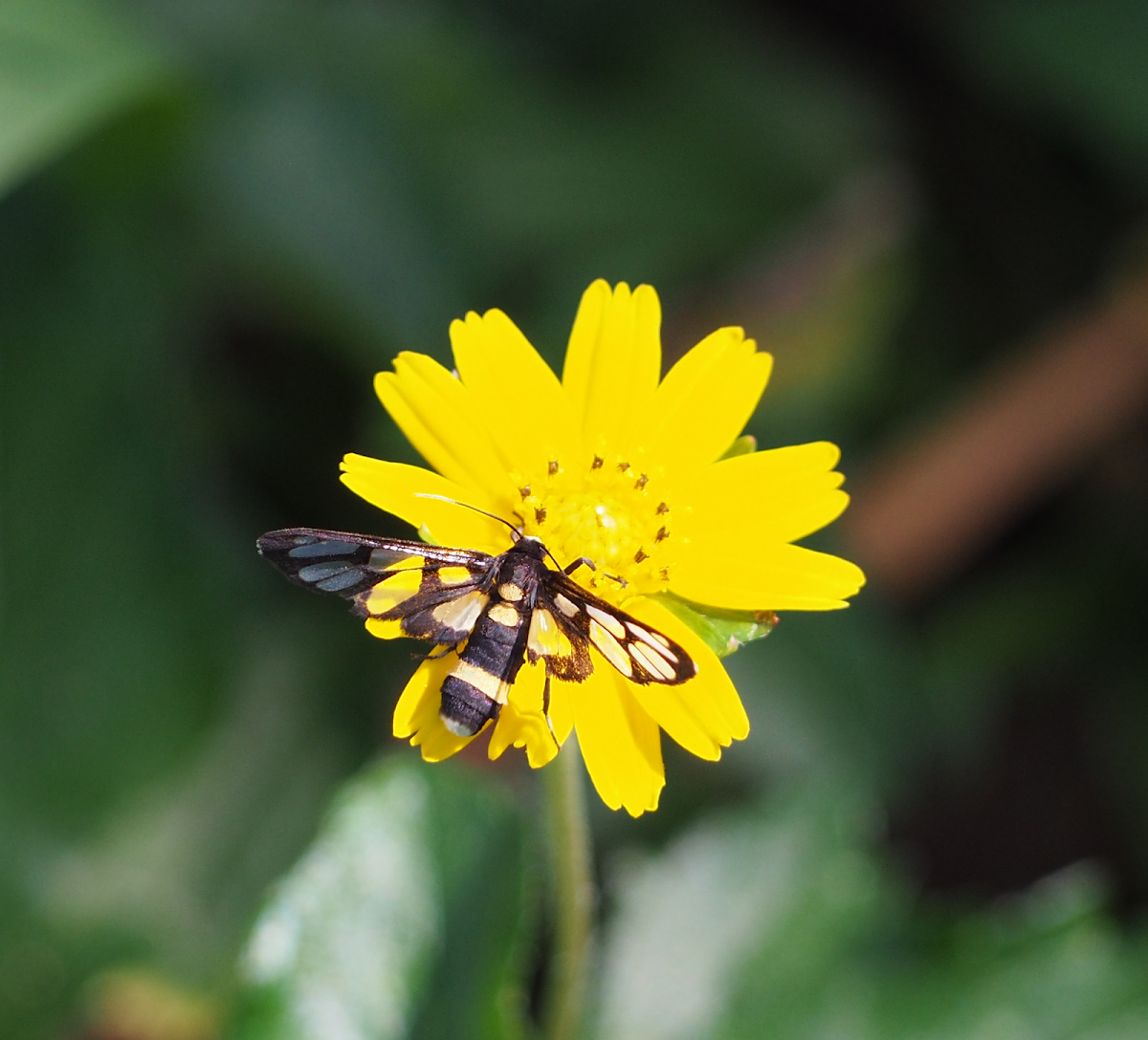 Wasp Moth (A. sperbius)