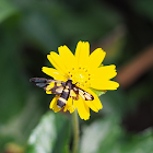 Wasp Moth (A. sperbius)