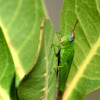 Glassy-winged Toothpick Grasshopper