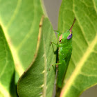 Glassy-winged Toothpick Grasshopper