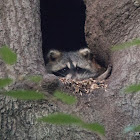 Raccoon